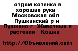 отдам котенка в хорошие руки - Московская обл., Пушкинский р-н, Пушкино г. Животные и растения » Кошки   